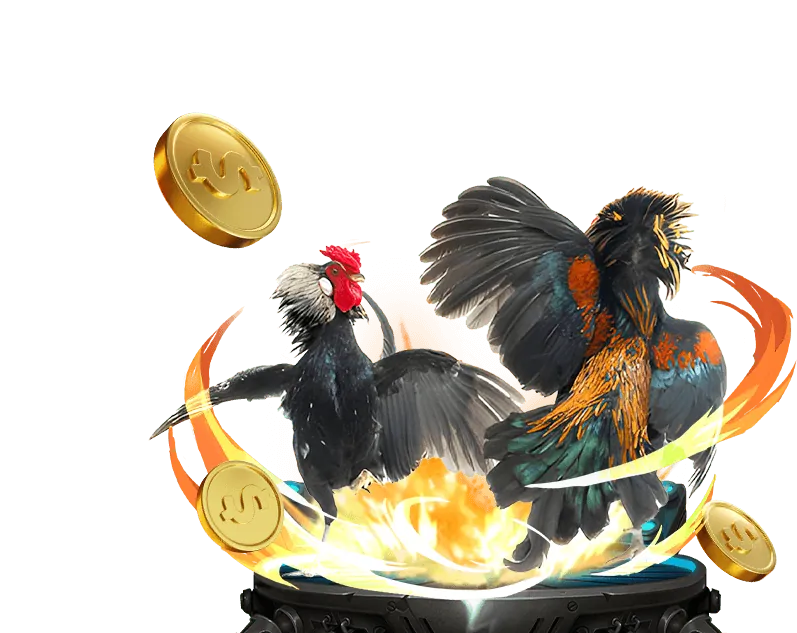 Hình ảnh minh họa lịch sử và văn hóa đá gà Thomo Campuchia